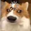 1100098